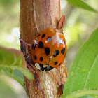 Multicolored Asian Lady Beetle