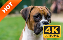 Boxers pop pets HD Wallpapers New Tabs Themes small promo image