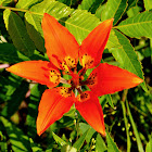 Prairie Lily