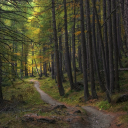 Road through the forest