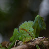 Plumed basilisk