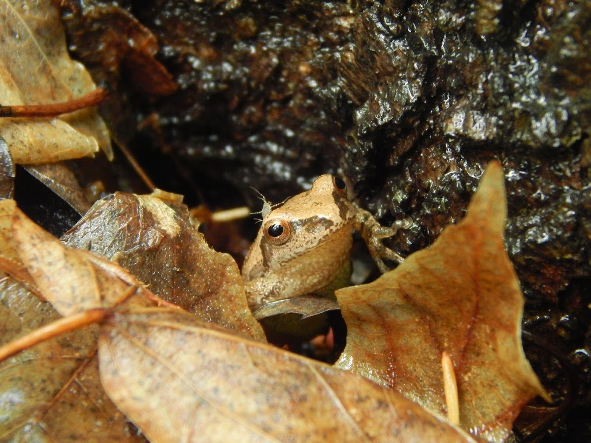 Spring Peeper