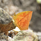 Common Butterfly Moth