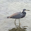 Tricolored Heron