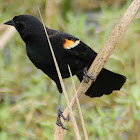 Red-winged Blackbird