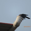 House Crow (behaviour)