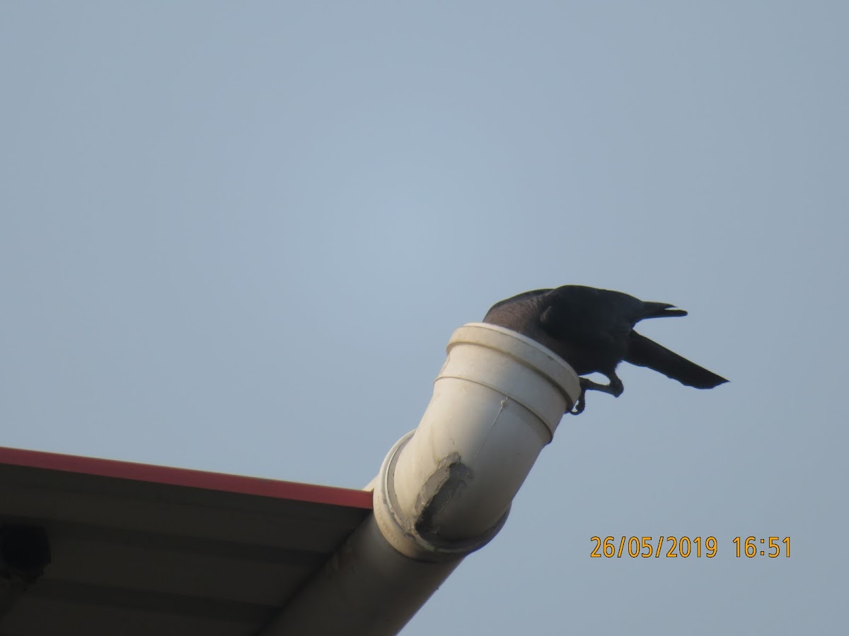 House Crow (behaviour)