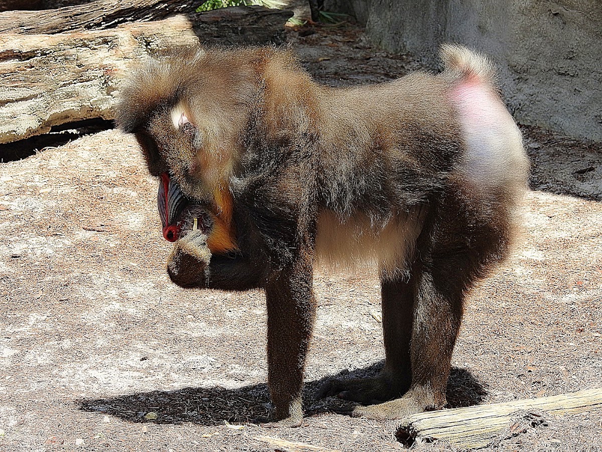 Mandrill