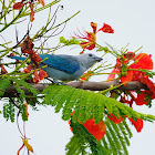 Tangara azulada (Blue-gray tanager)