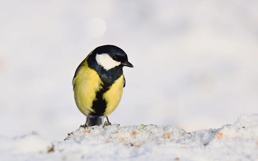 BLACK AND YELLOW BIRD Theme Preview 1