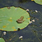 American Bullfrog