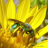 Metallic green bee