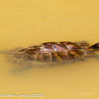 Red-eared Slider