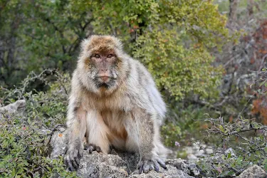 Macaque Wallpaper Hd 1 0 Apk Android Apps Images, Photos, Reviews