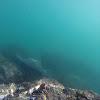 Long tail sting ray