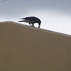 Hooded crow