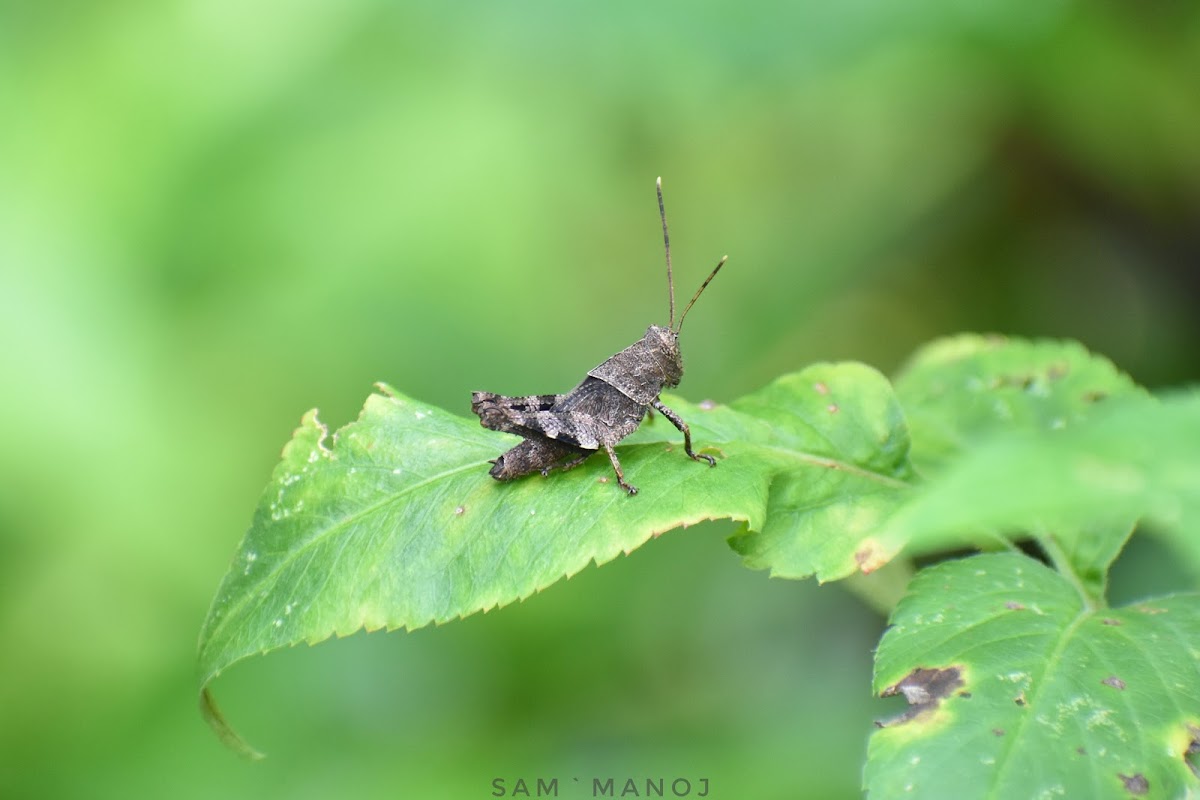 Band-Winged Grasshopper