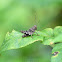 Band-Winged Grasshopper