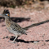 Roadrunner