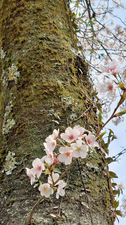 の投稿画像18枚目