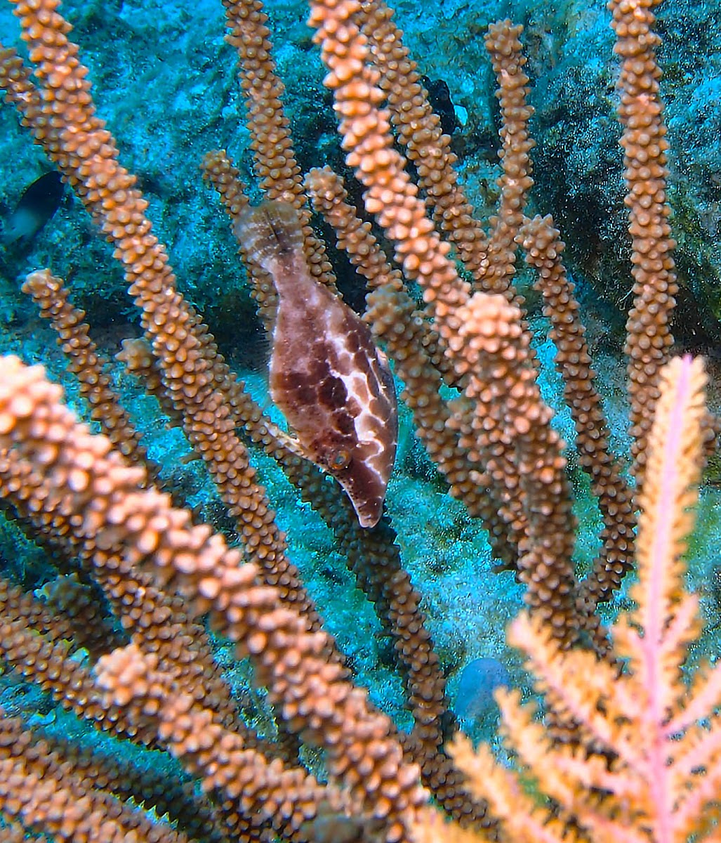 Slender filefish