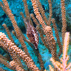 Slender filefish