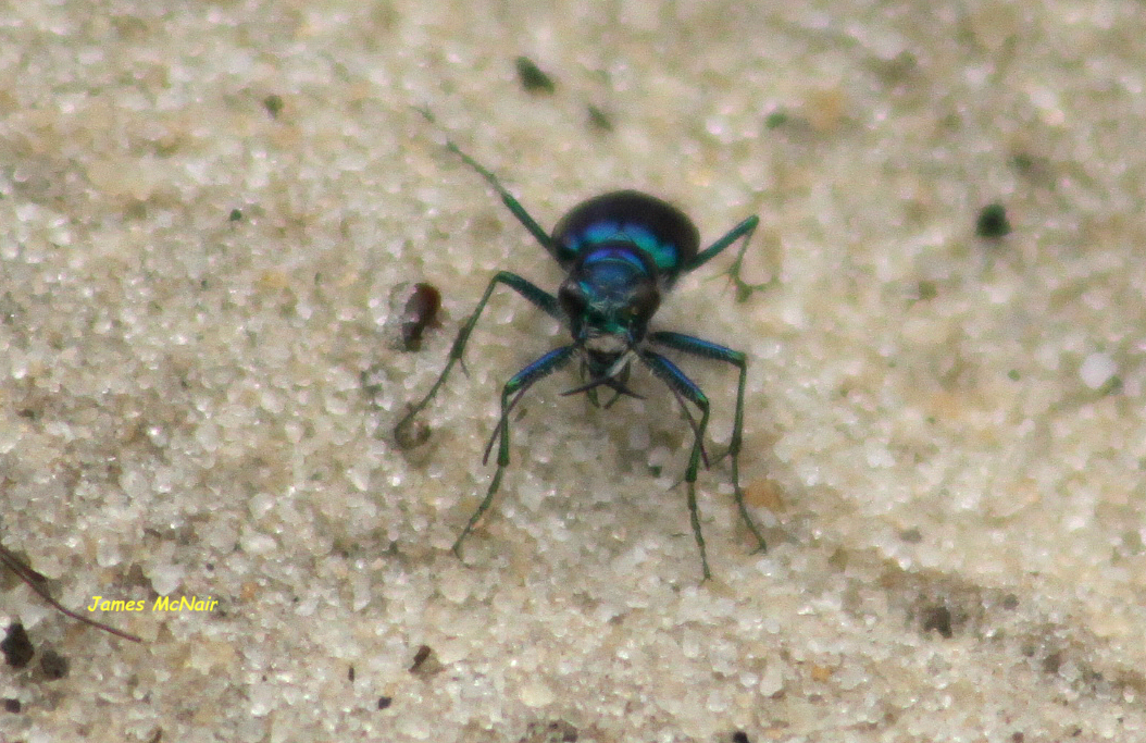 Festive Tiger Beetle