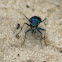 Festive Tiger Beetle