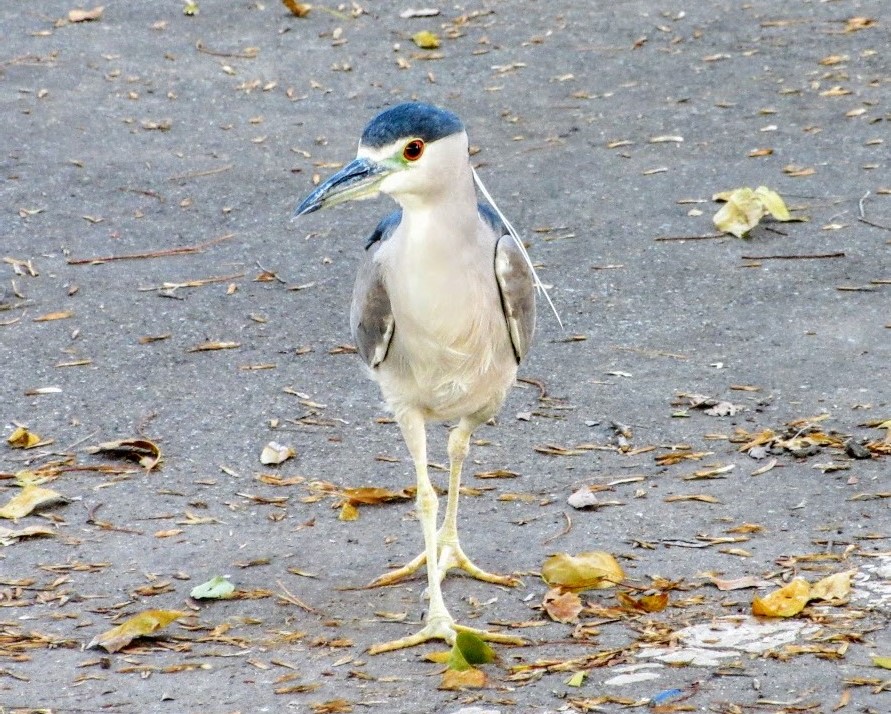 Black crowned night heron