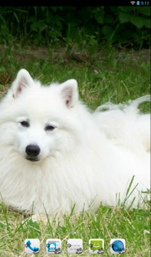 Japanese Spitz Theme - Nova