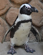 Dee the penguin.