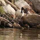 African sacred ibis