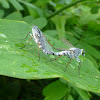 Robber fly