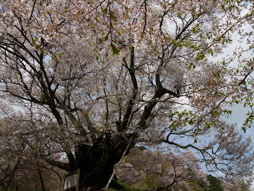 千年桜１