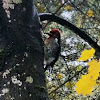 Red-breasted sapsucker