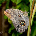 Owl Butterfly