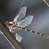 Giant Petaltail Dragonfly