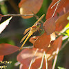 Golden-winged Skimmer Dragonfly