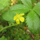 Dwarf Cinquefoil