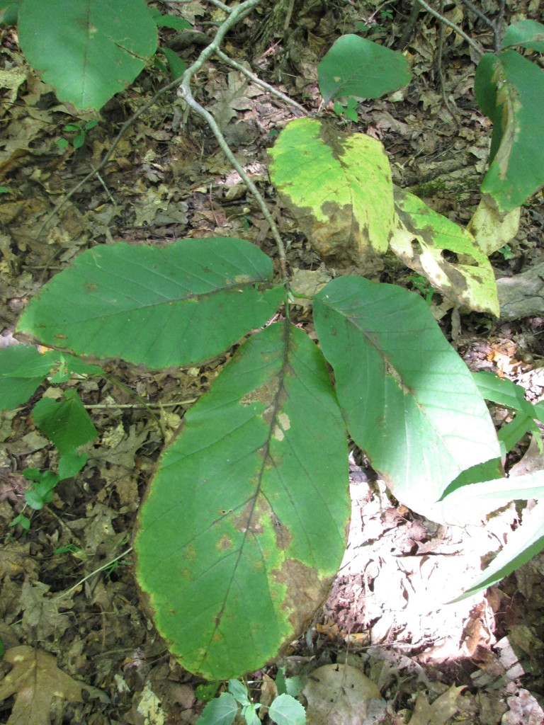 Cucumber Magnolia