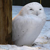 Snowy Owl