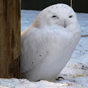 Snowy Owl