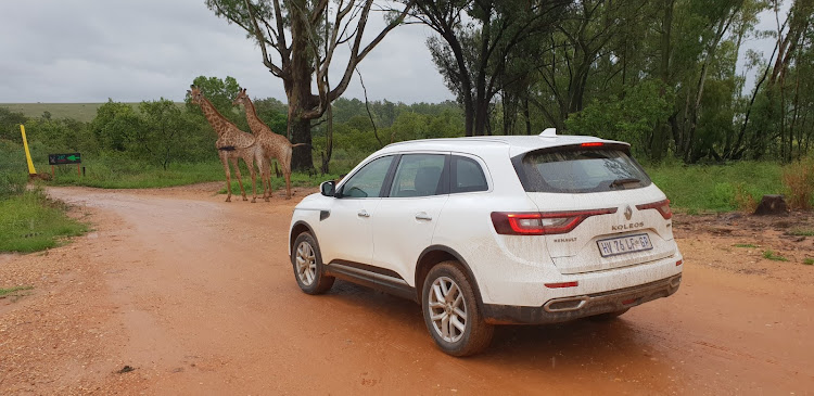 Family adventures beckon in the roomy and offroad-enabled Koleos. Picture: DENIS DROPPA