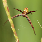 Oval St. Andrew's Cross Spider (male)