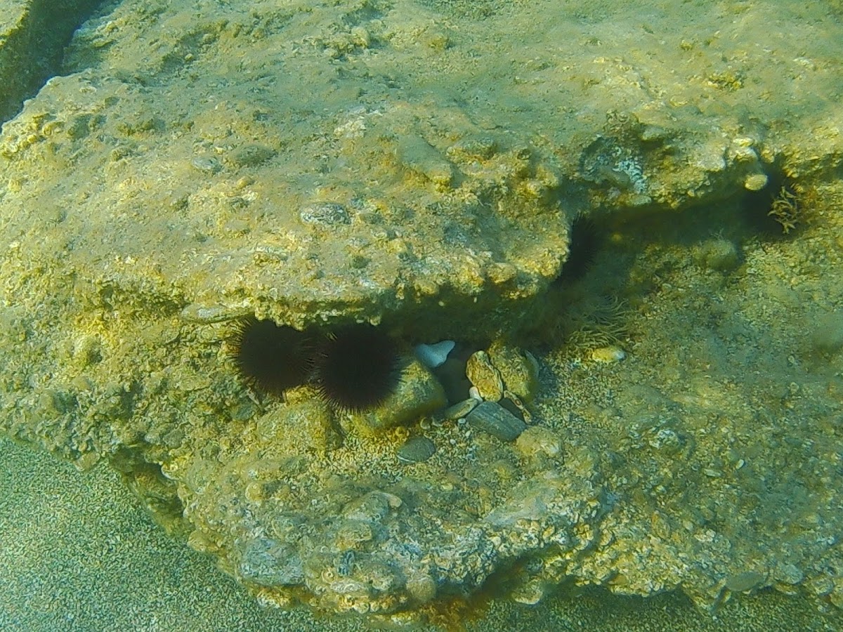 Black Sea Urchins