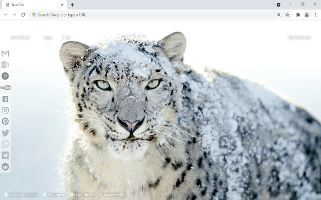 Snow Leopard Wallpaper