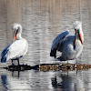 Dalmatian Pelican