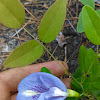 Butterfly pea