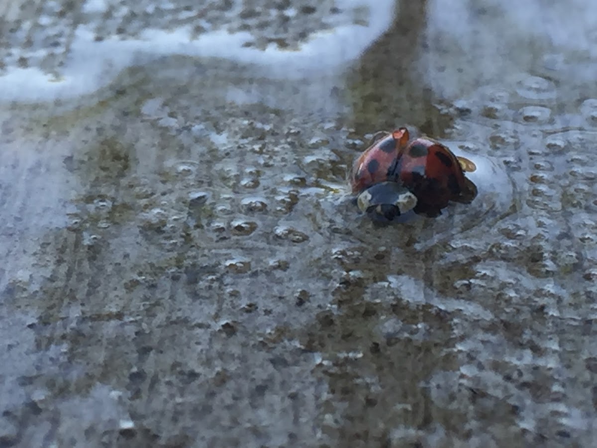 Multicolored Asian Lady Beetle