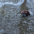 Multicolored Asian Lady Beetle